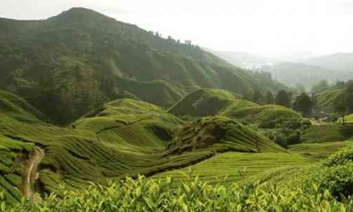 Turing Ke Perkebunan Teh Tambi di Lereng Gunung Sindoro